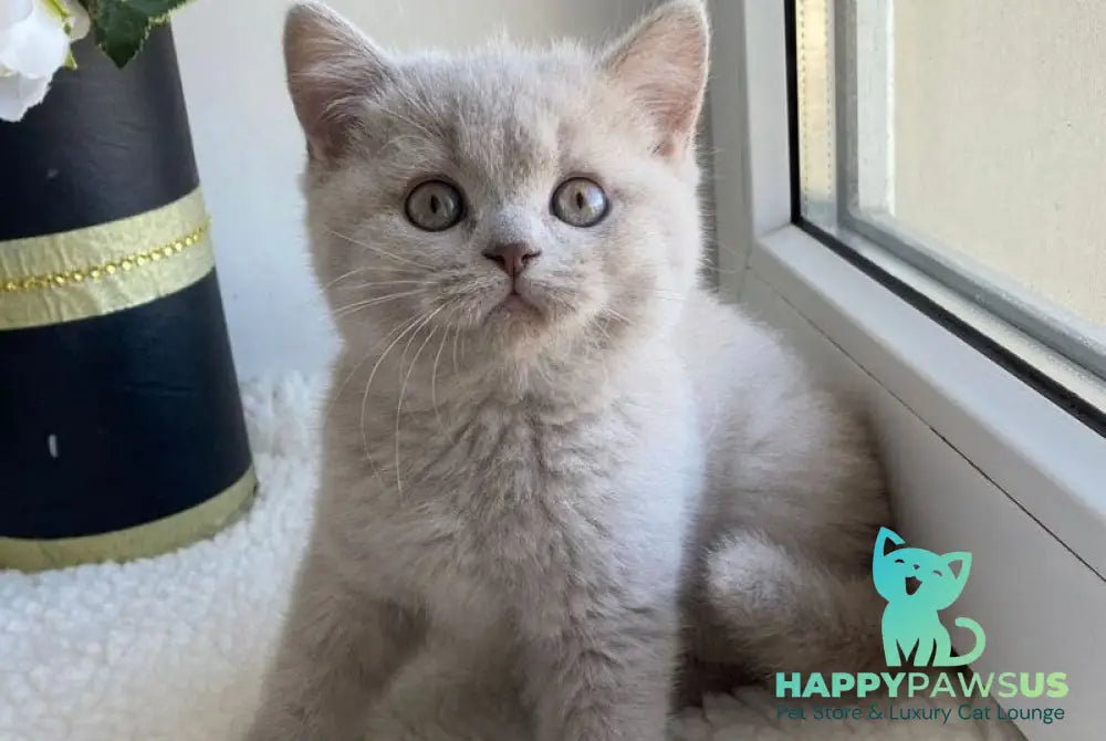 Jolli British Shorthair female lilac live animals