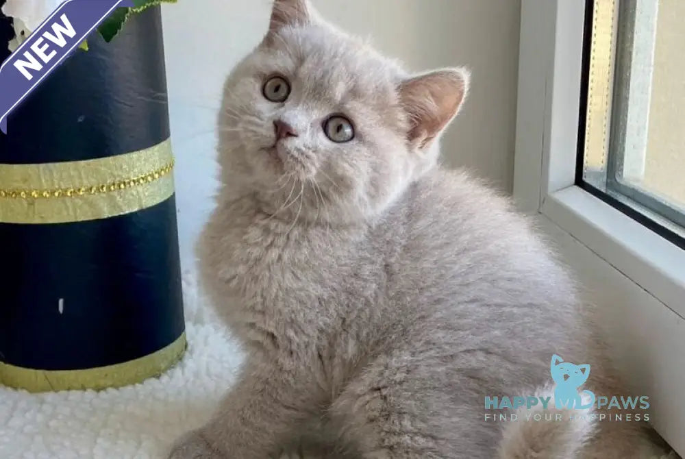 Jolli British Shorthair female lilac live animals