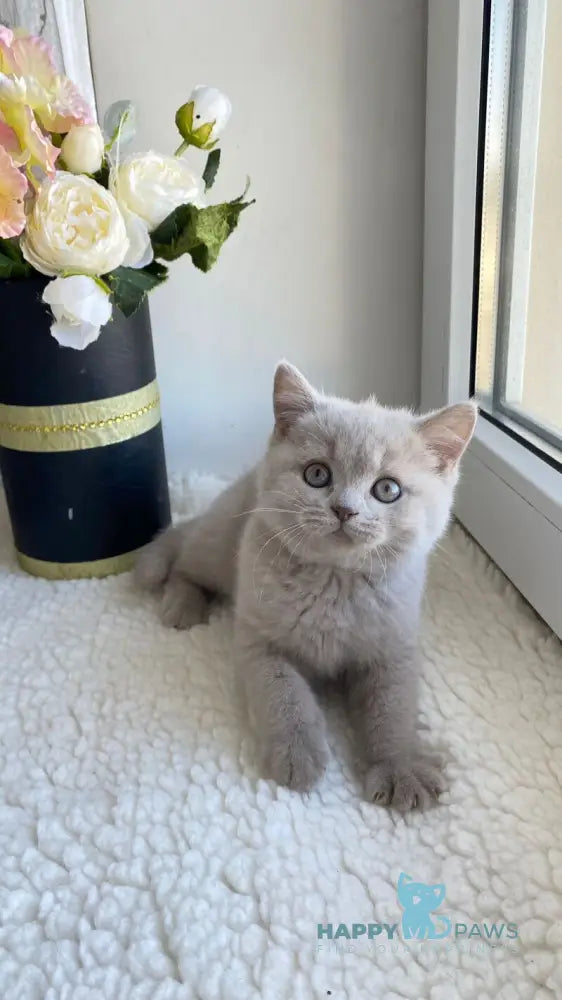 Jolli British Shorthair female lilac live animals