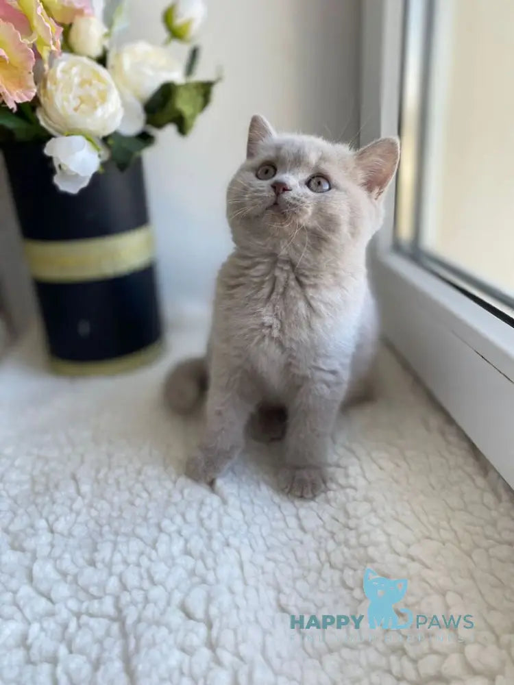 Jolli British Shorthair female lilac live animals