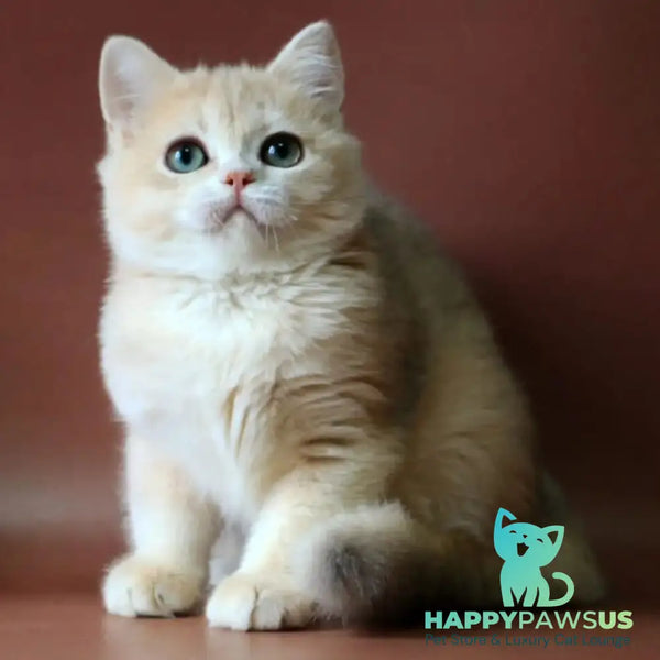 Jolly British Shorthair female blue golden chinchilla - live animals
