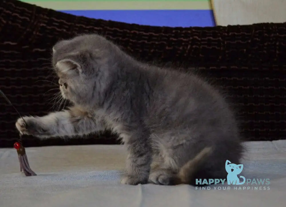 Jolly Exotic female blue tortie spotted tabby live animals