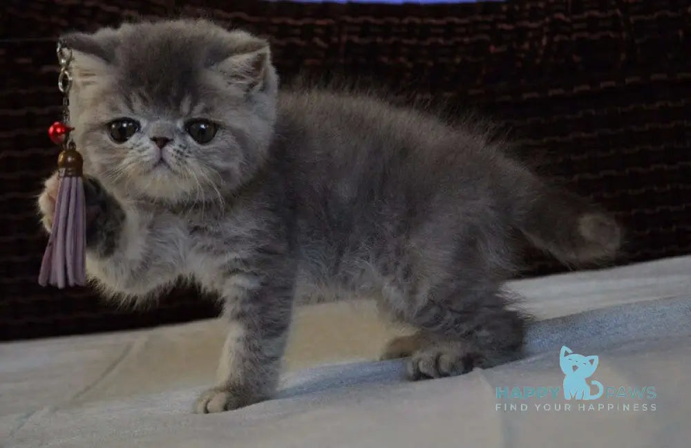 Jolly Exotic female blue tortie spotted tabby live animals