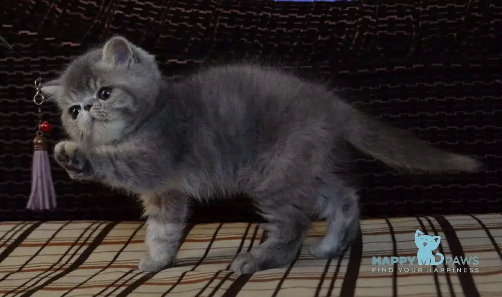 Jolly Exotic female blue tortie spotted tabby live animals