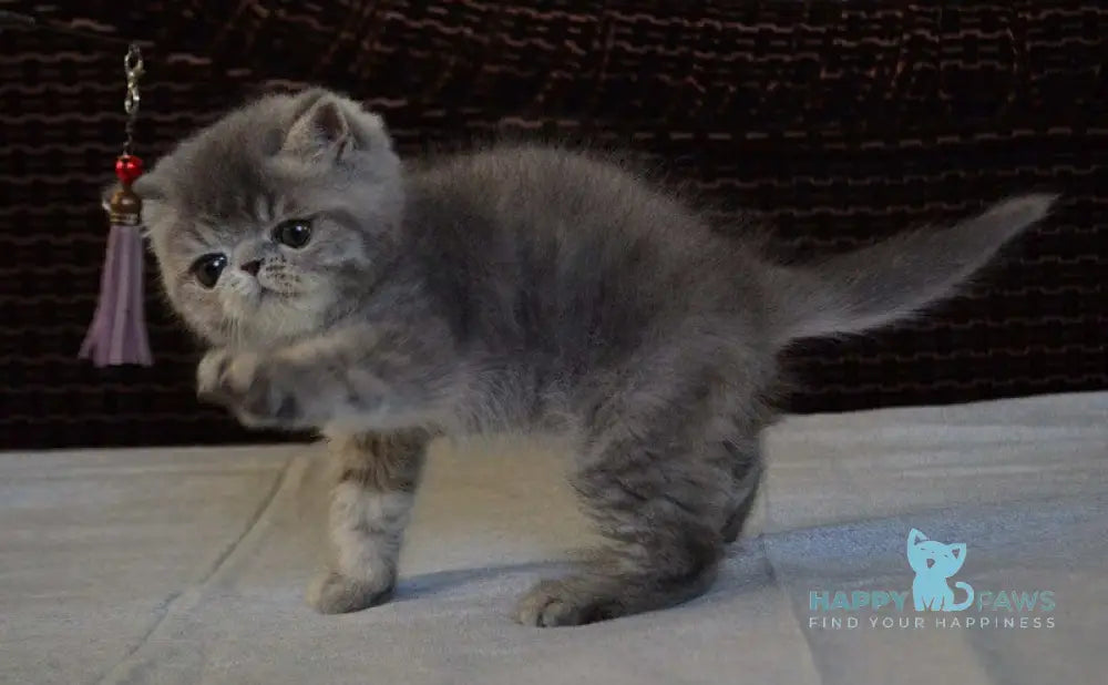 Jolly Exotic female blue tortie spotted tabby live animals