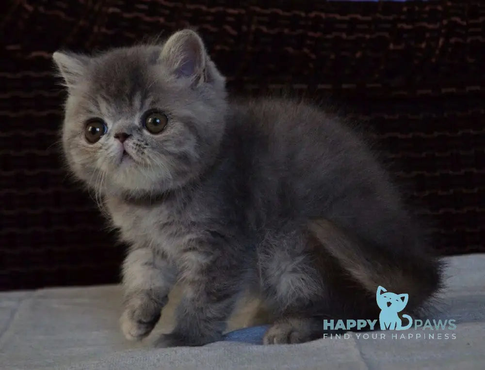 Jolly Exotic female blue tortie spotted tabby live animals