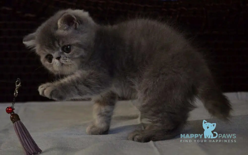 Jolly Exotic female blue tortie spotted tabby live animals