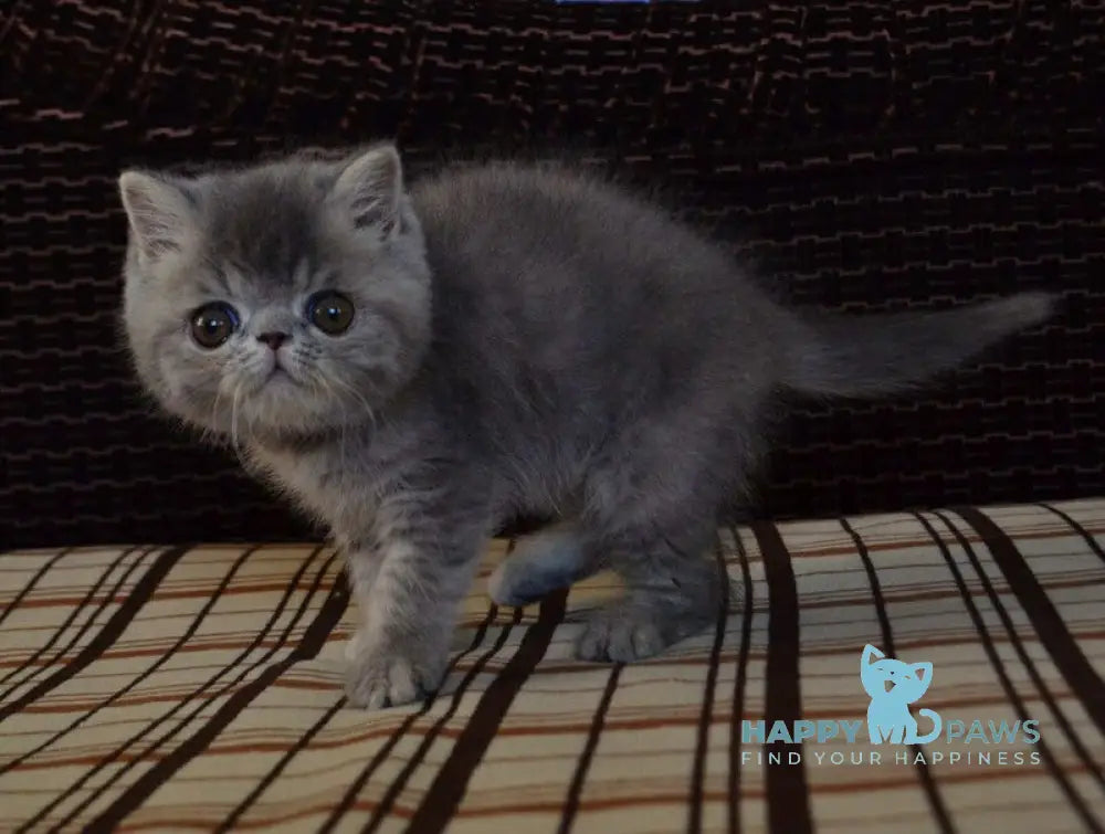 Jolly Exotic female blue tortie spotted tabby live animals