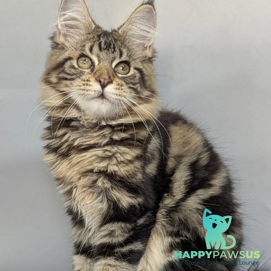 Jolly Maine Coon female black tabby - live animals