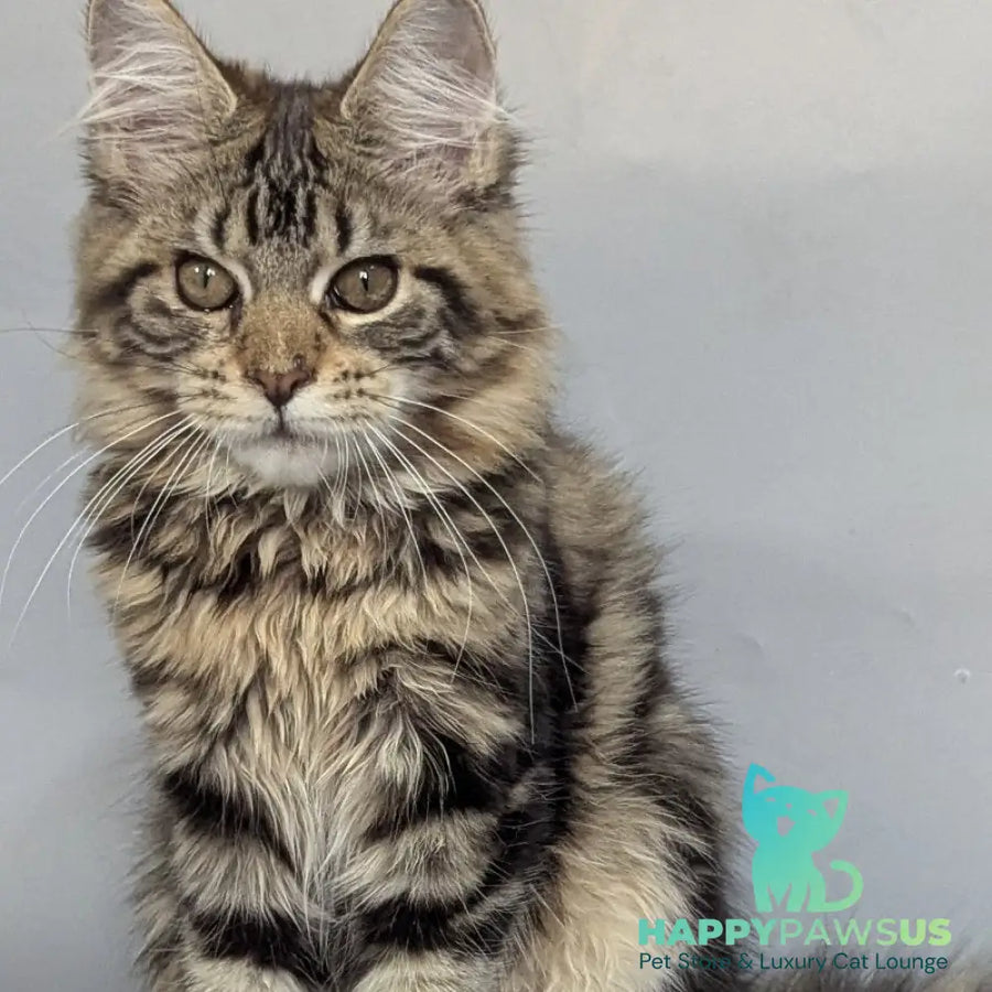 Jolly Maine Coon female black tabby - live animals