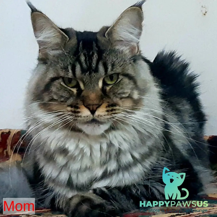 Jolly Maine Coon female black tabby - live animals