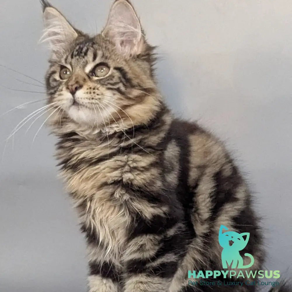 Jolly Maine Coon female black tabby - live animals