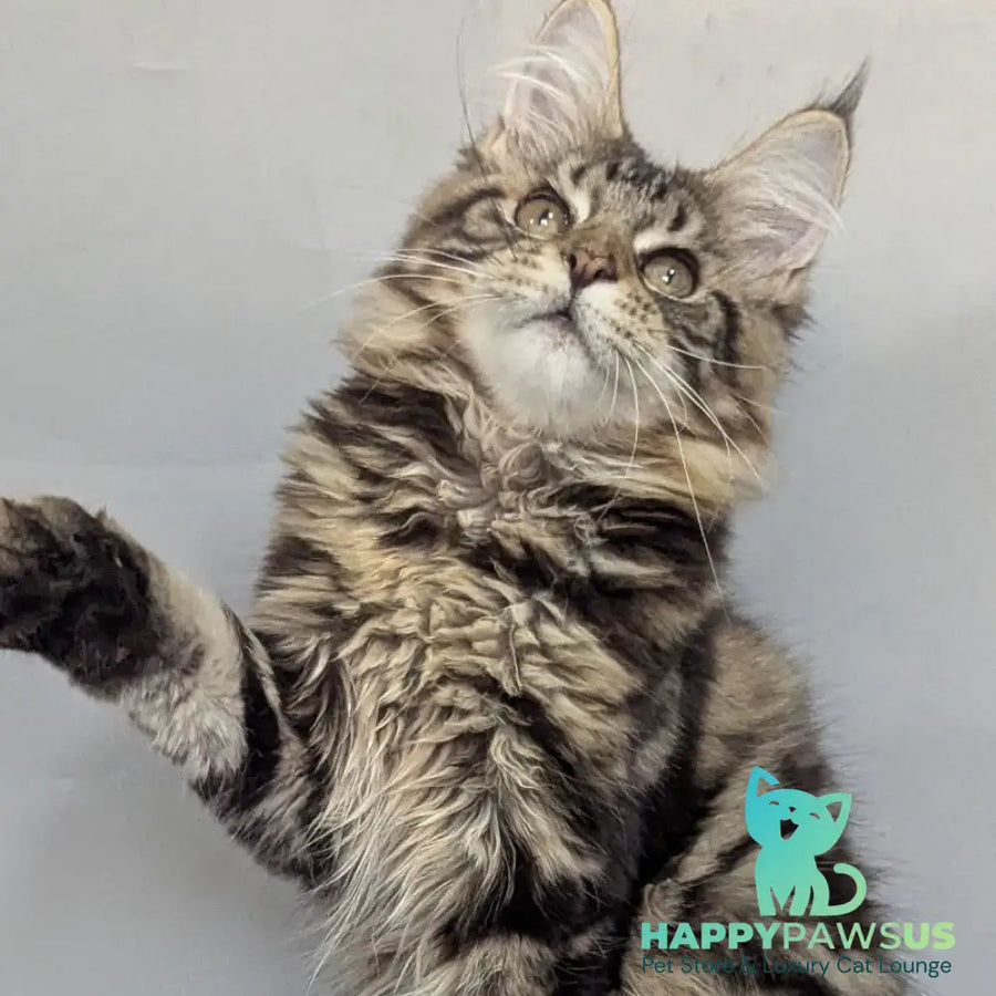 Jolly Maine Coon female black tabby - live animals