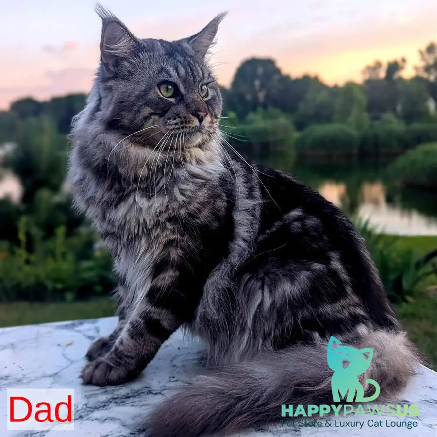 Jolly Maine Coon female black tabby - live animals