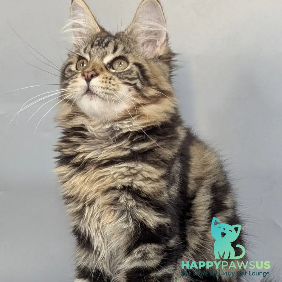 Jolly Maine Coon female black tabby - live animals