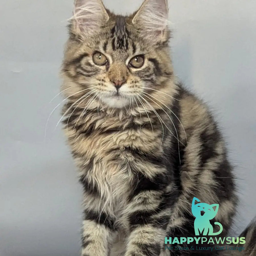 Jolly Maine Coon female black tabby - live animals
