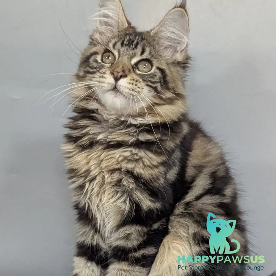 Jolly Maine Coon female black tabby - live animals