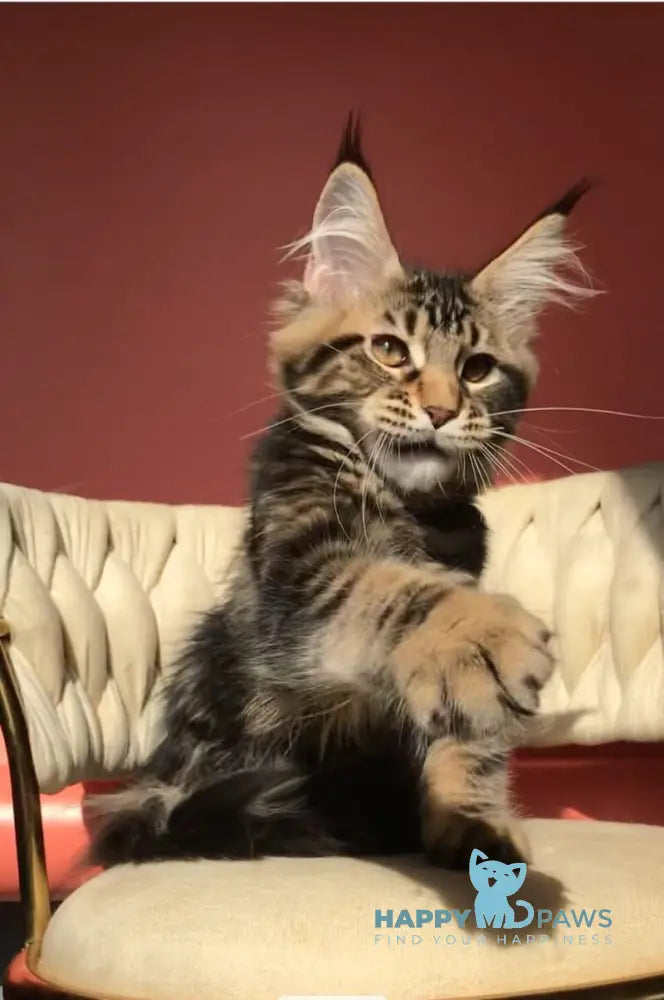 Joly Maine Coon female black tabby live animals