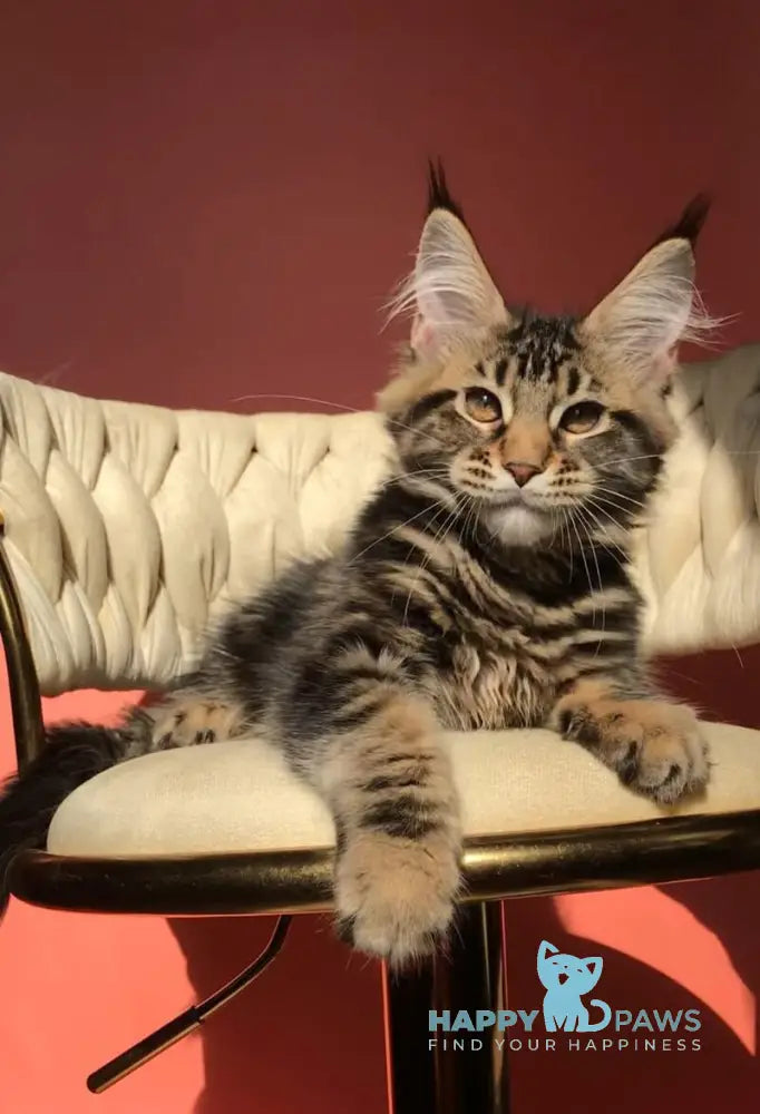 Joly Maine Coon female black tabby live animals