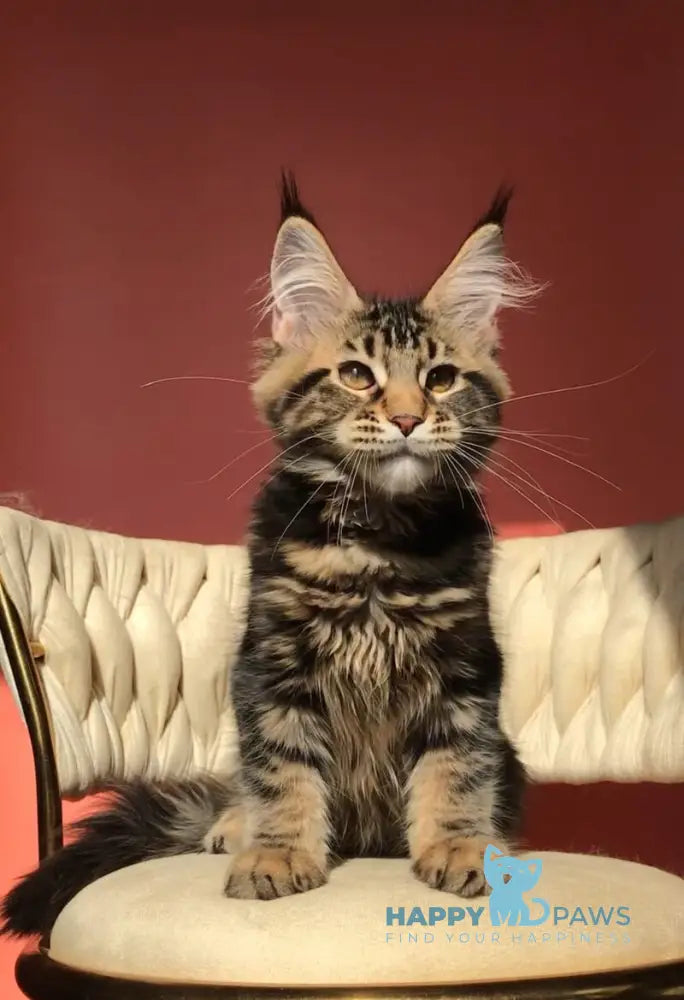 Joly Maine Coon female black tabby live animals