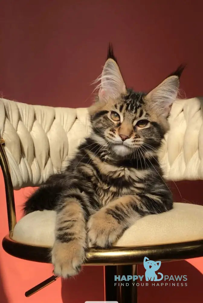 Joly Maine Coon female black tabby live animals