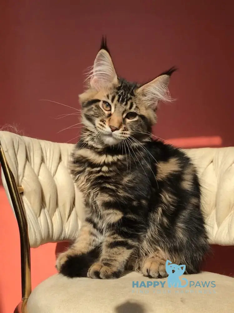 Joly Maine Coon female black tabby live animals