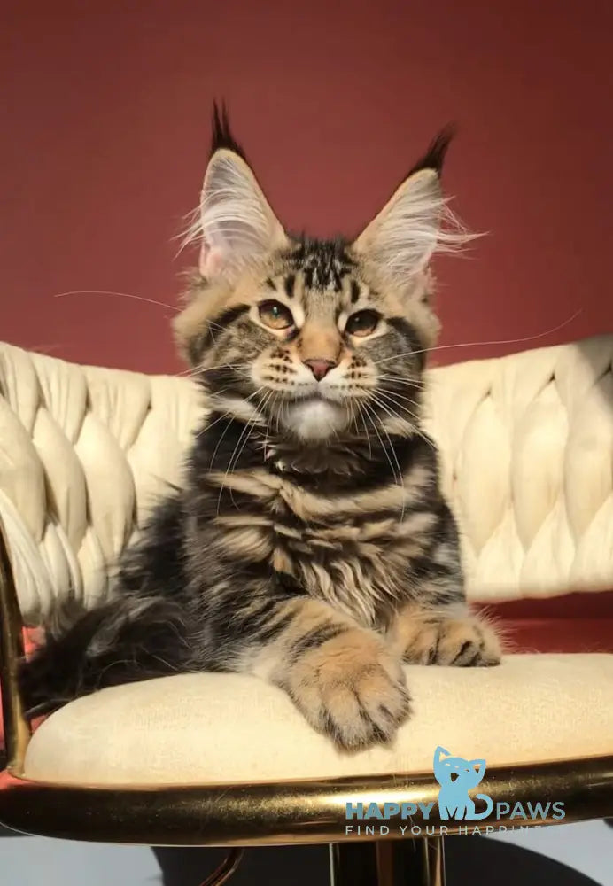 Joly Maine Coon female black tabby live animals