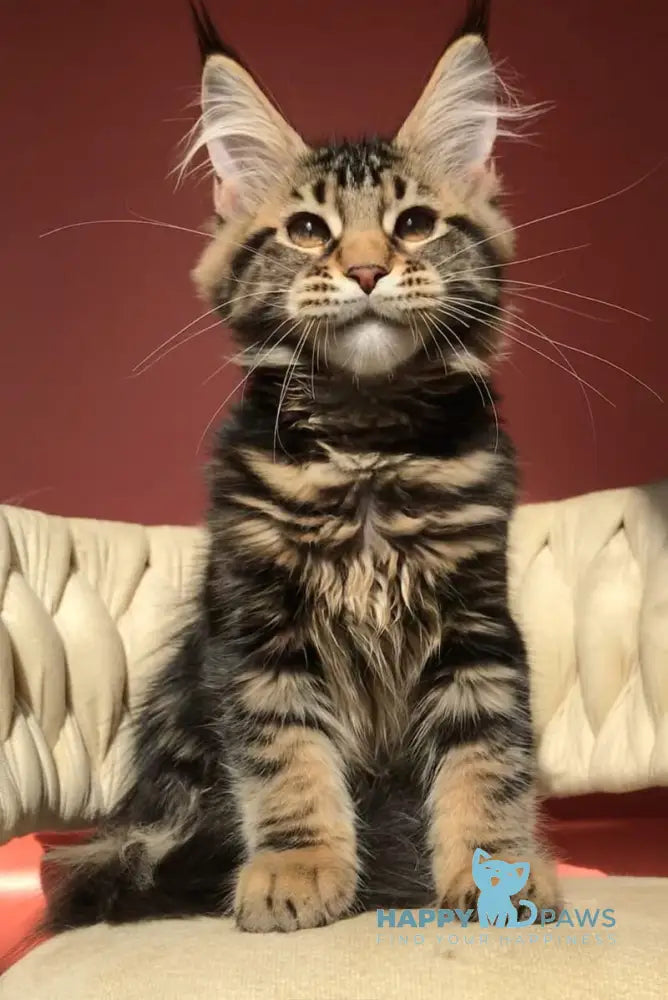 Joly Maine Coon female black tabby live animals