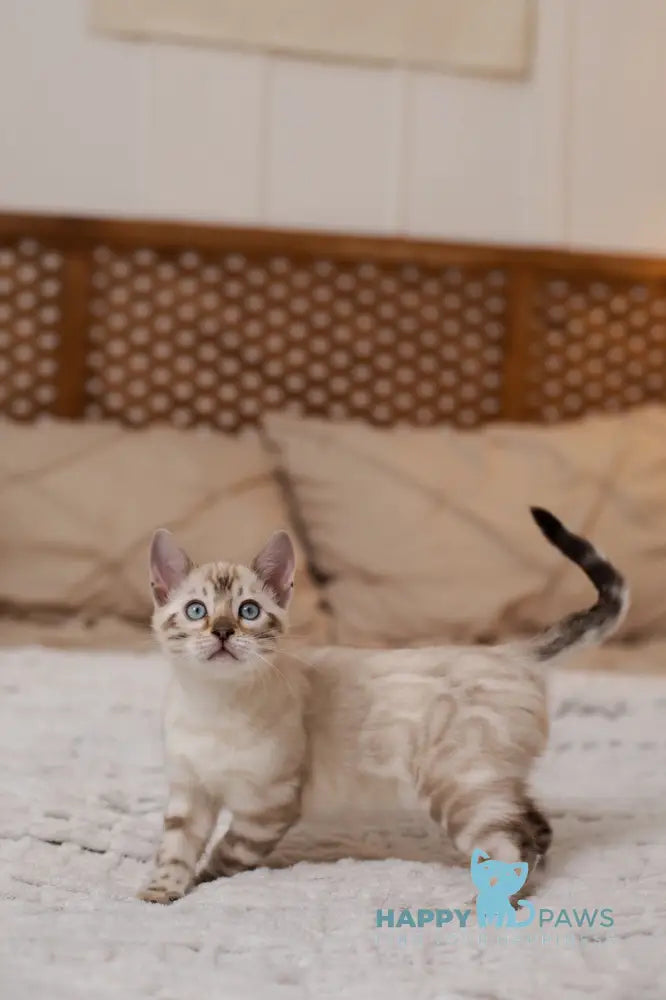 Jon Bengal male black pointed live animals