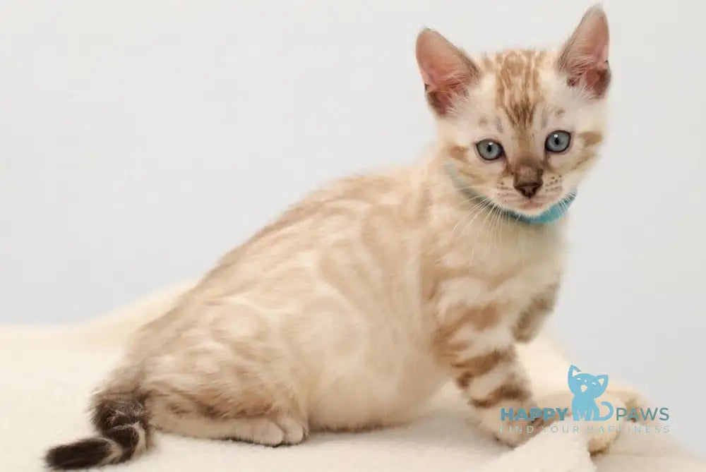 Jon Bengal male black pointed live animals