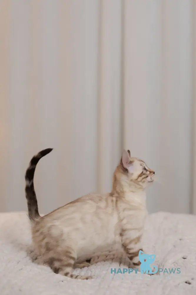 Jon Bengal male black pointed live animals