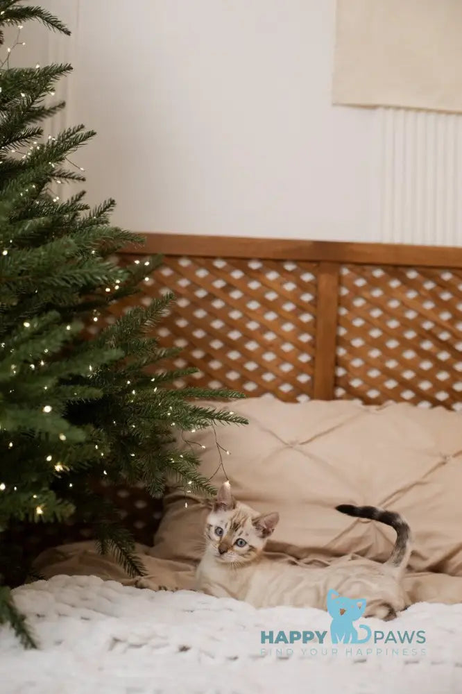 Jon Bengal male black pointed live animals