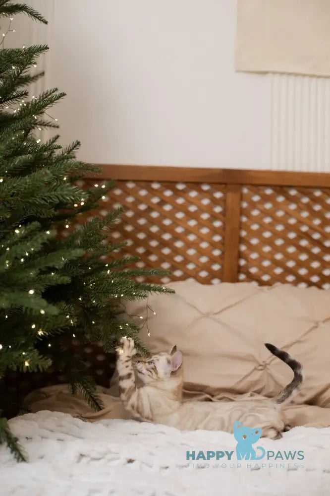 Jon Bengal male black pointed live animals