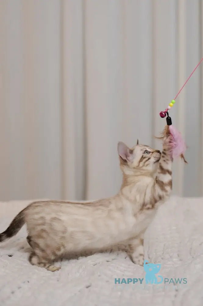 Jon Bengal male black pointed live animals