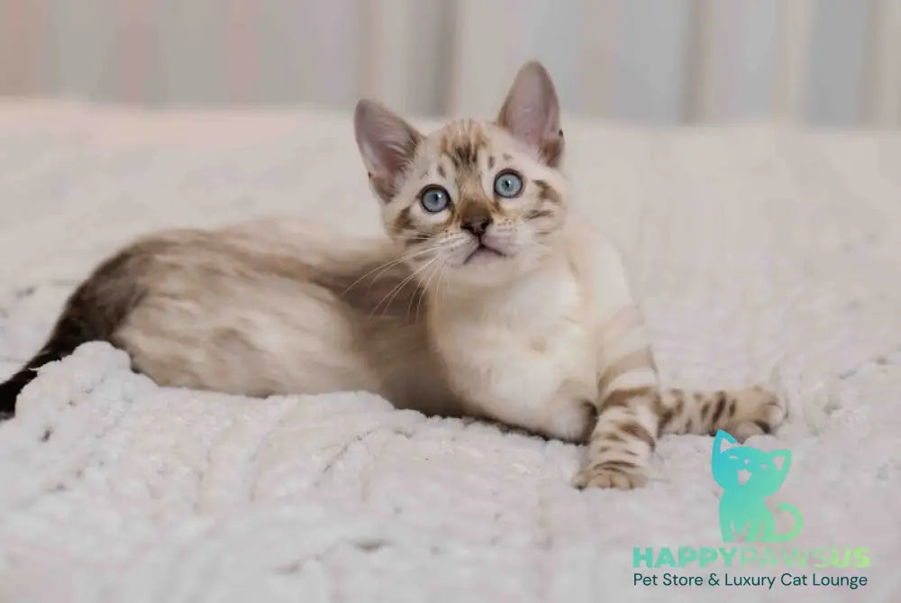 Jon Bengal male black pointed live animals
