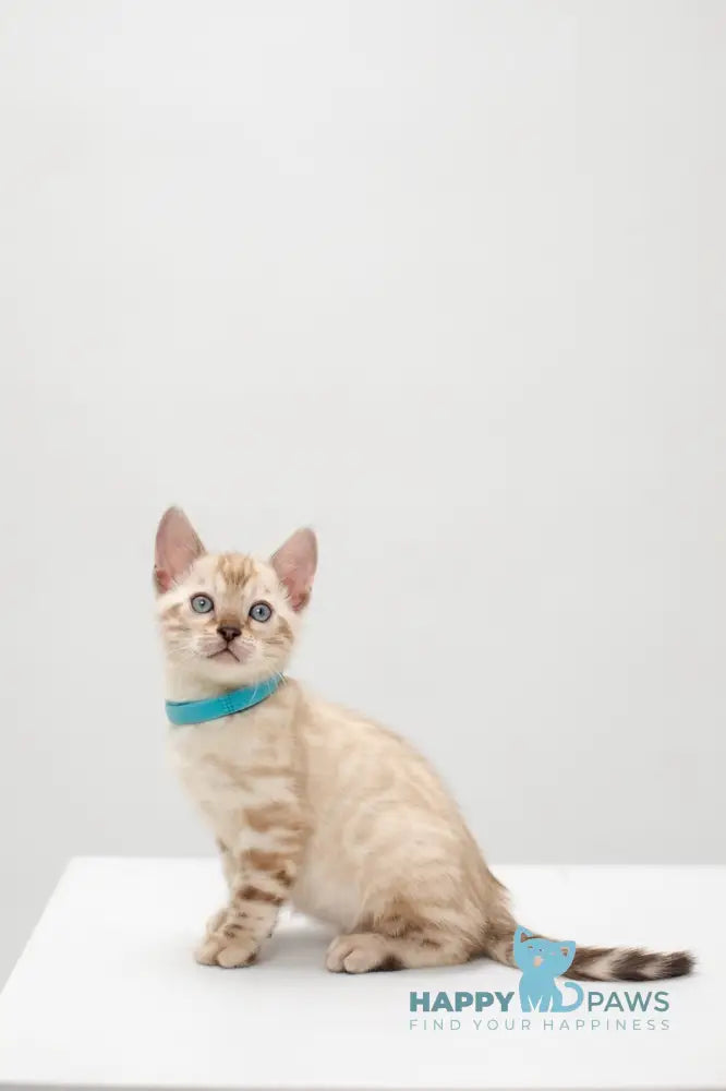 Jon Bengal male black pointed live animals