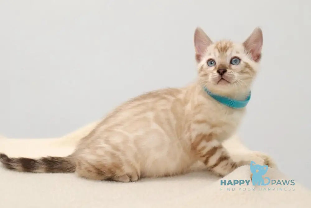 Jon Bengal male black pointed live animals