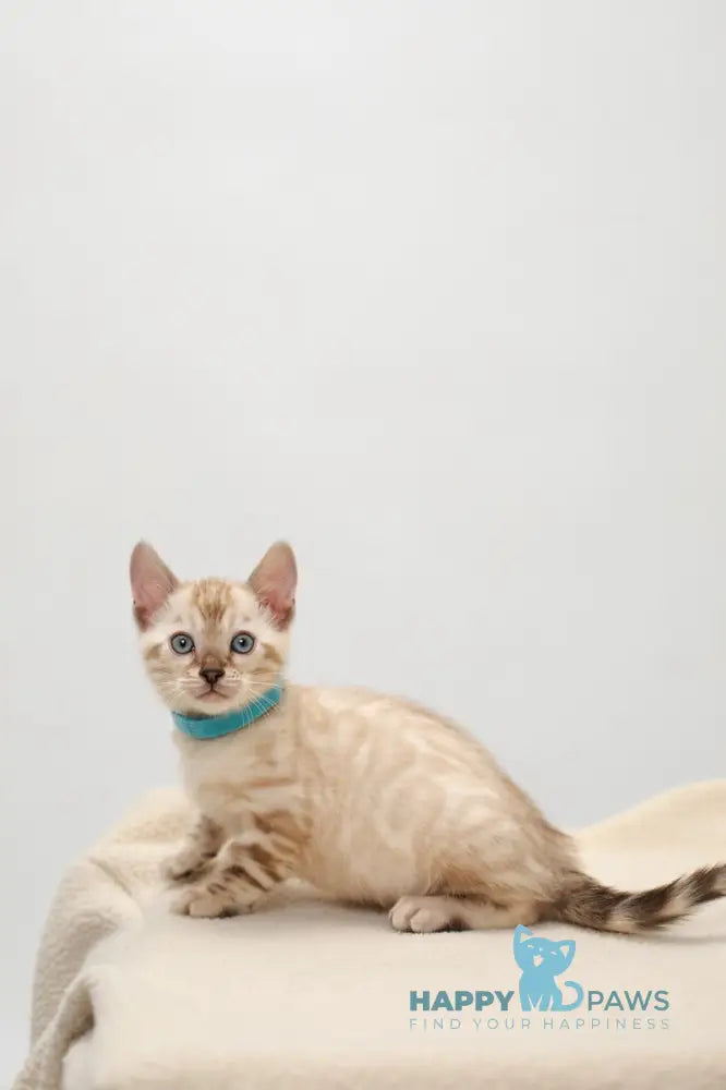 Jon Bengal male black pointed live animals