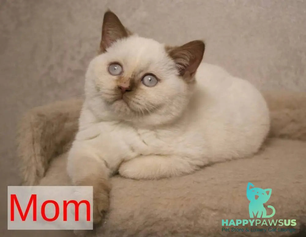 Jonathan British Shorthair male cinnamon bicolour - live animals