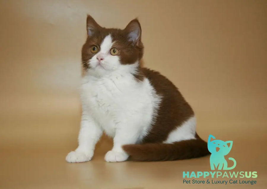 Jonathan British Shorthair male cinnamon bicolour - live animals