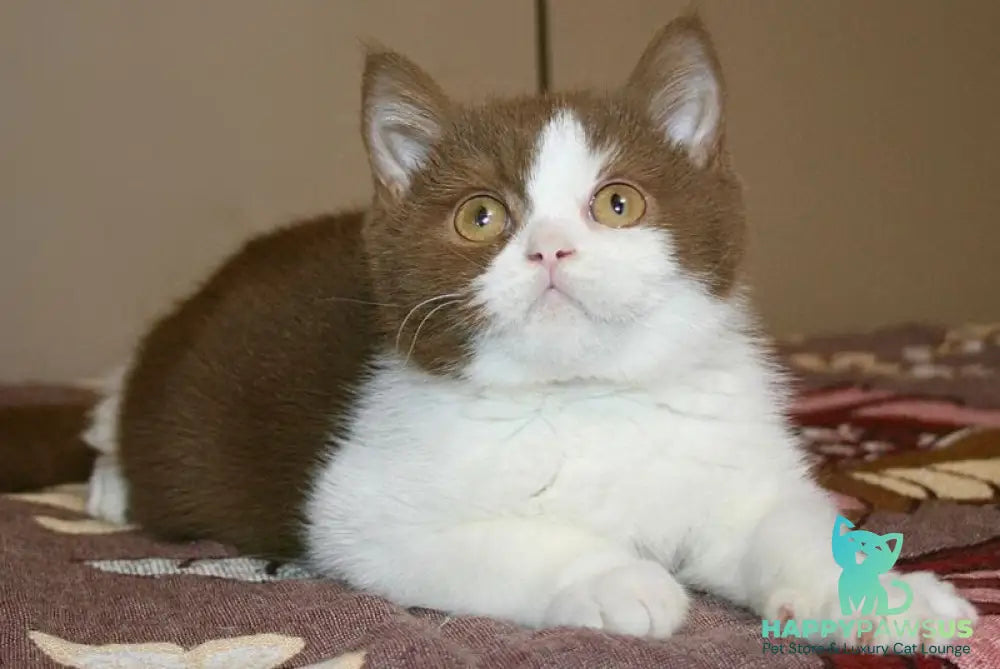 Jonathan British Shorthair male cinnamon bicolour - live animals