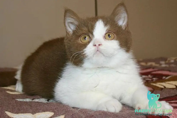 Jonathan British Shorthair male cinnamon bicolour - live animals