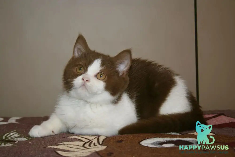 Jonathan British Shorthair male cinnamon bicolour - live animals