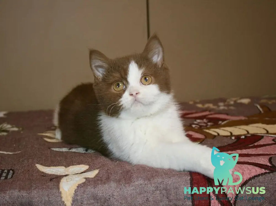 Jonathan British Shorthair male cinnamon bicolour - live animals
