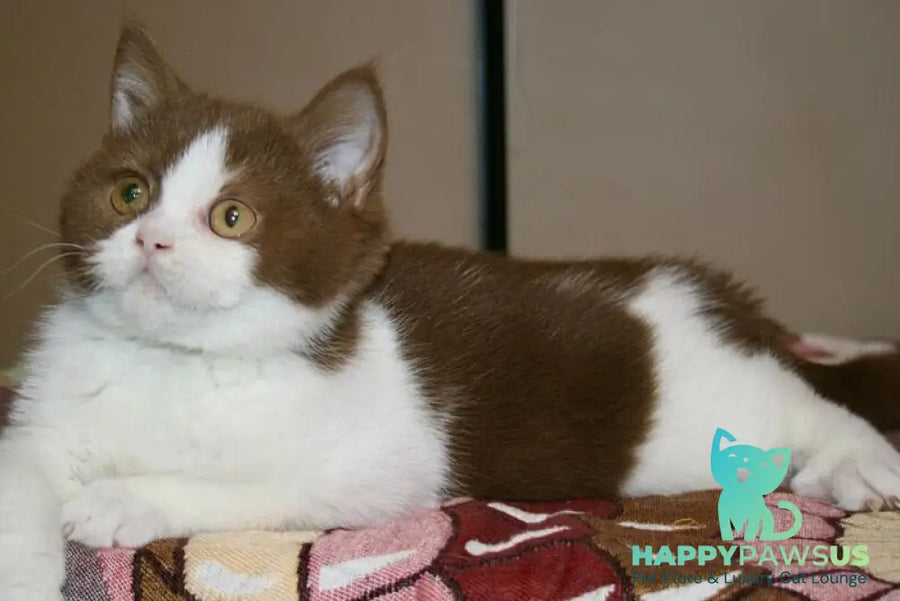 Jonathan British Shorthair male cinnamon bicolour - live animals