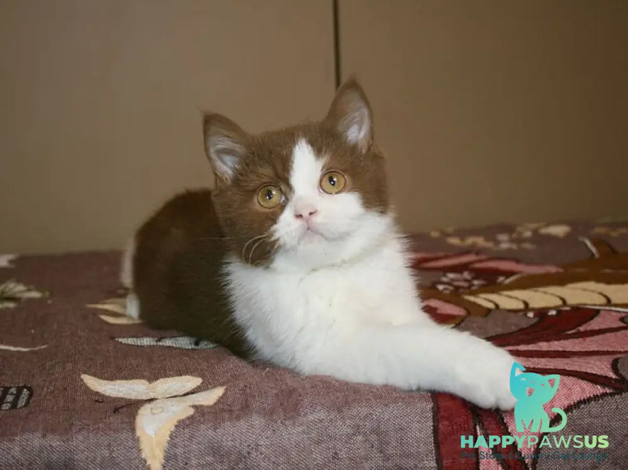 Jonathan British Shorthair male cinnamon bicolour - live animals