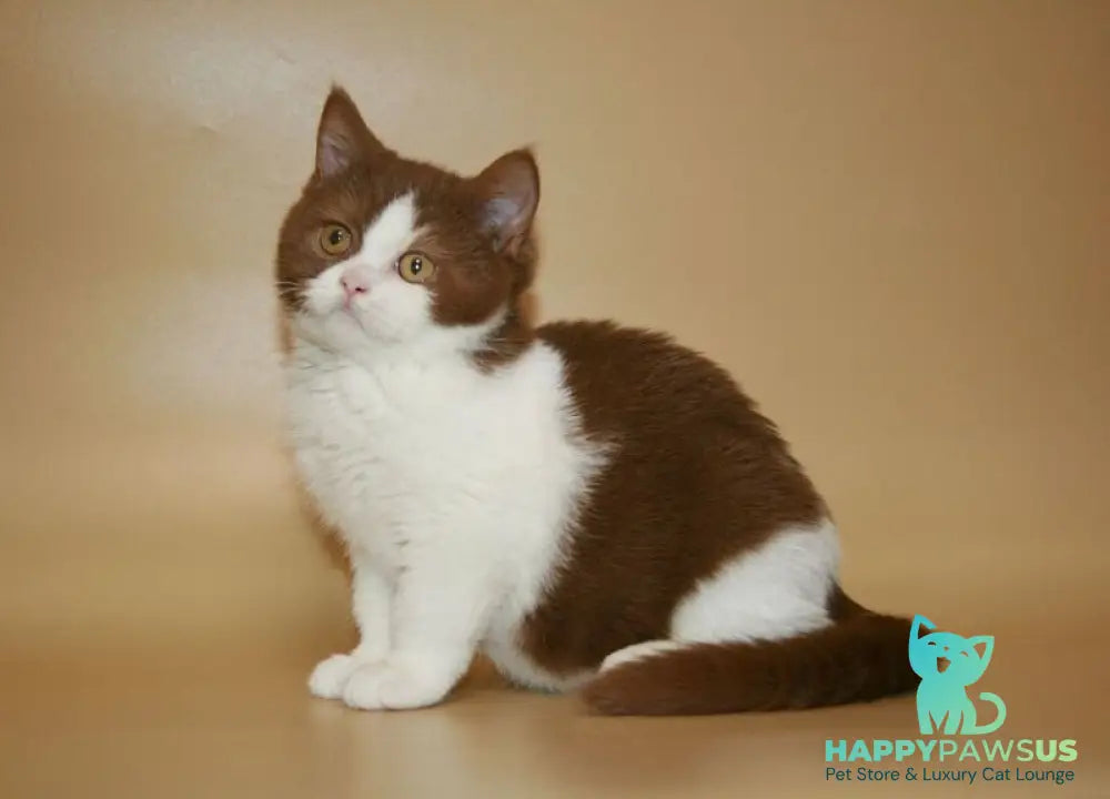 Jonathan British Shorthair male cinnamon bicolour - live animals