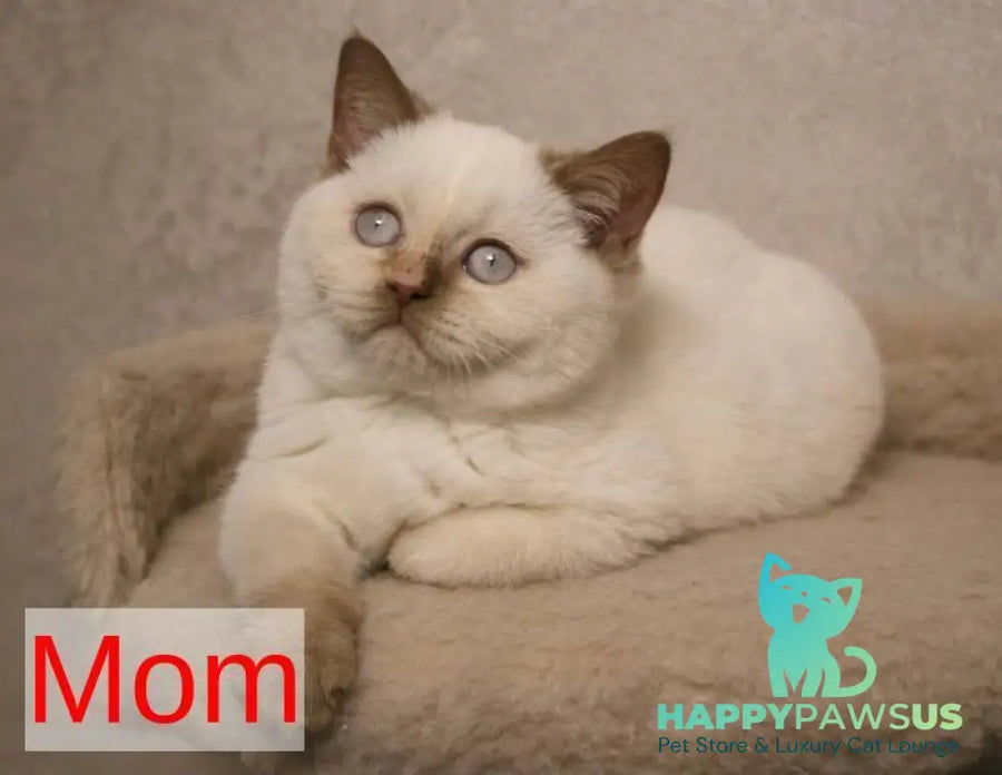 Jonathan British Shorthair male cinnamon bicolour - live animals