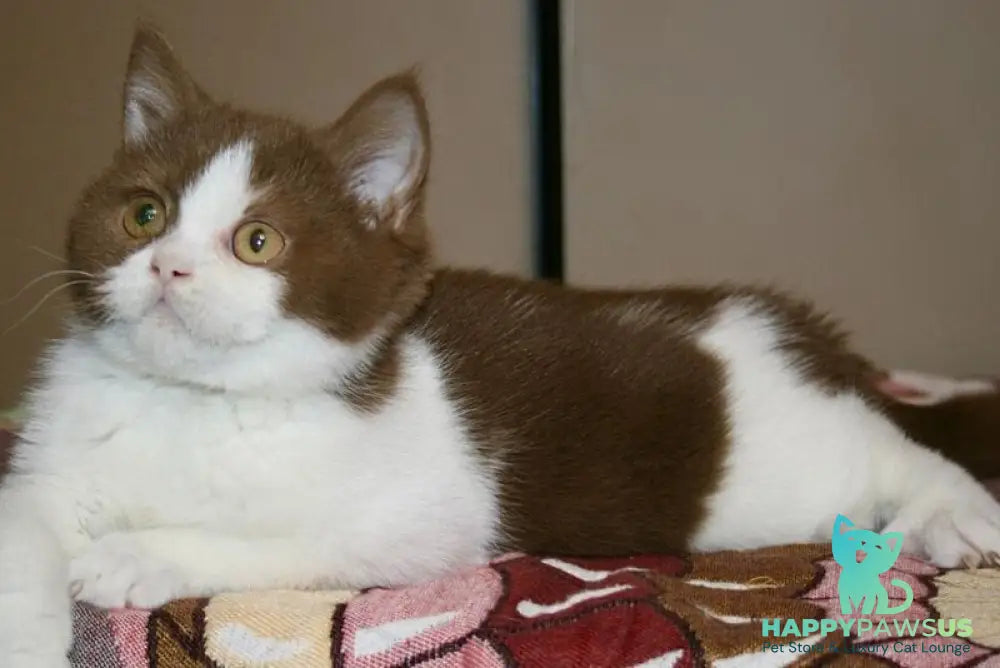 Jonathan British Shorthair male cinnamon bicolour - live animals