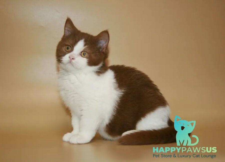 Jonathan British Shorthair male cinnamon bicolour - live animals